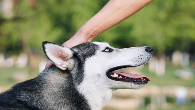 A Few Tips For Husky Care