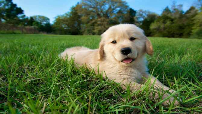 A Warning About Golden Retrievers With Blue Eyes For Sale