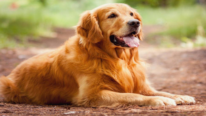 About Golden Retriever Breed