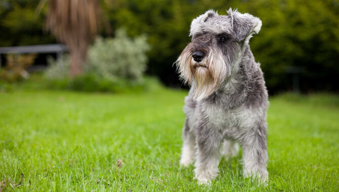 About Schnauzers Shedding Facts: The Good, The Bad, And The Ugly
