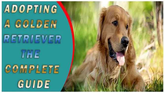 Adopting A Golden Retriever