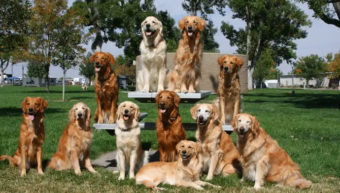 Advantages Of Having Different Colored Golden Retrievers