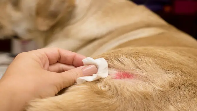 Allergens In Dog Fur