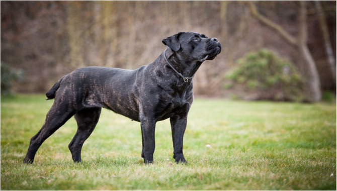 Analyzing Cane Corso Genetics