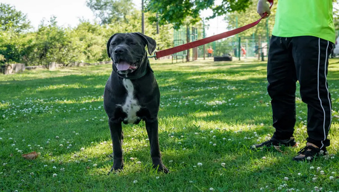 Are Cane Corso Good Apartment Dogs?