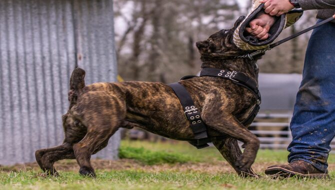 Are Cane Corsos Good Guard Dogs- Explain