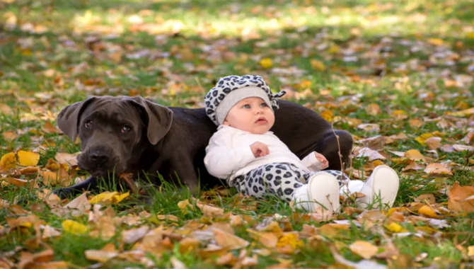 Are Cane Corsos Good With Kids? What You Need To Know