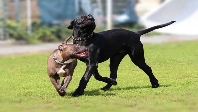 Are Cane Corsos Good With Other Dogs- Analysis