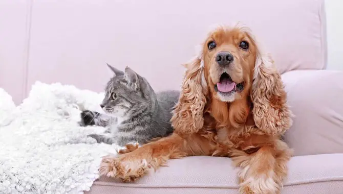Are Cocker Spaniels Good With Cats - 5 Tips To Help Them Get Along