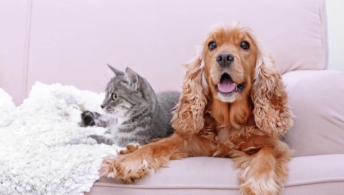 Are Cocker Spaniels Good With Cats - 5 Tips To Help Them Get Along