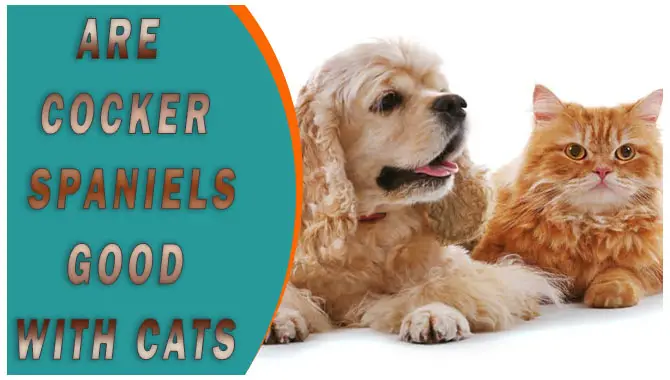 Are Cocker Spaniels Good With Cats