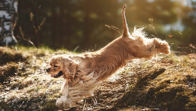 Are Cocker Spaniels Smart