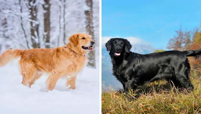 Are Flat-Coated Retrievers Related To Golden Retrievers?