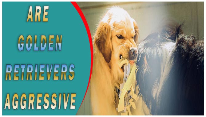 Are Golden Retrievers Aggressive