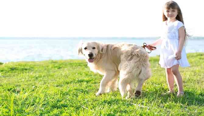 Are Golden Retrievers Good For First-Time Owners?
