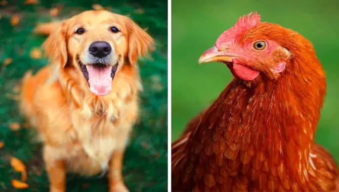 Are Golden Retrievers Good With Chickens (Explained)