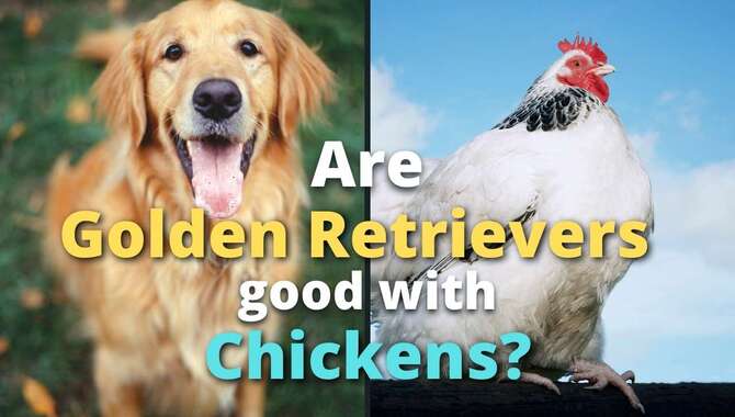 Are Golden Retrievers Good With Chickens