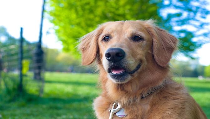 Are Golden Retrievers Inside Or Outside Dogs?