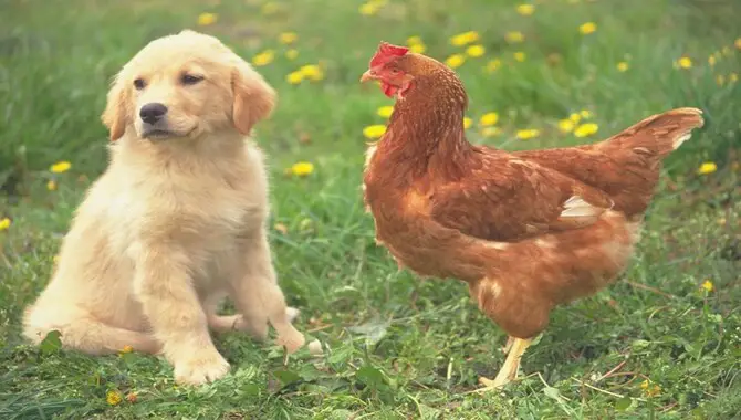 Are Golden Retrievers Safe Around Chickens