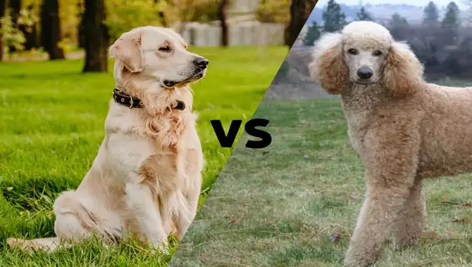 Are Golden Retrievers Smarter Than Poodles