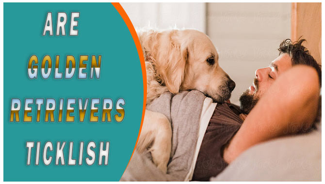 Are Golden Retrievers Ticklish