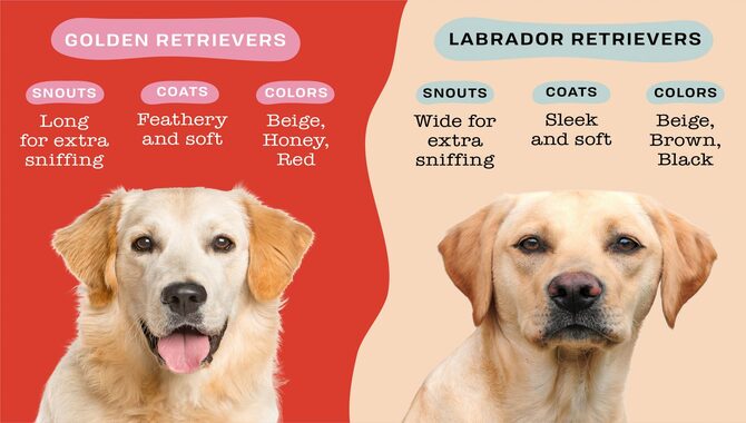 Are Labradors Bigger Than Golden Retrievers