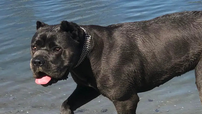 Are You Brushing Your Cane Corso Regularly