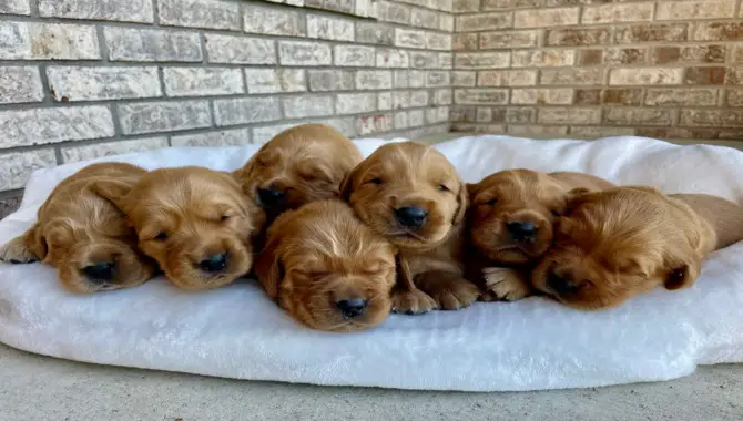 Ask The Breeder For The Best Puppy