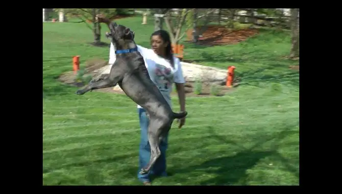 Average Calculation Of How High Can A Cane Corso Jump