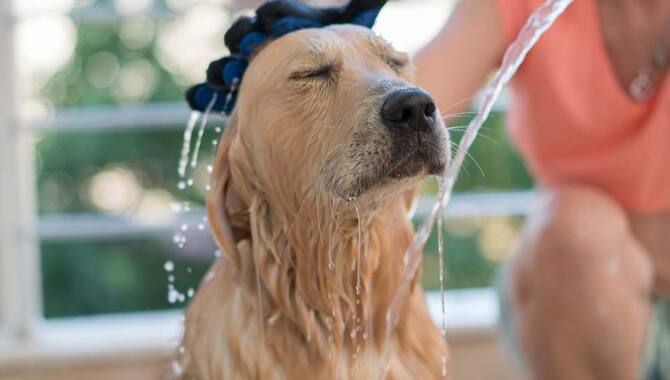 Average Calculation On How Often I Should Wash My Golden Retriever