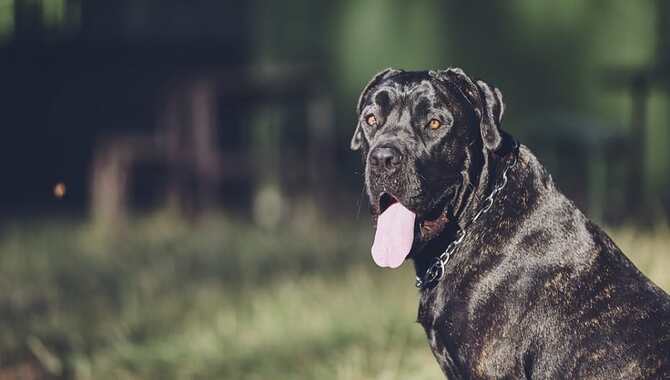 Average Lifespan Of A Cane Corso