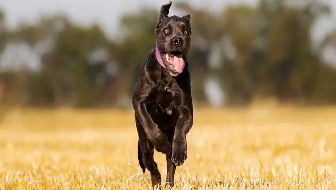 Average Running Speed Of The Cane Corso