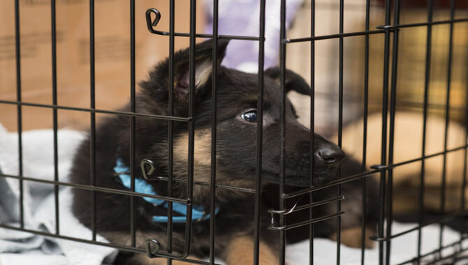 Benefits Of Crate Training A Cane Corso