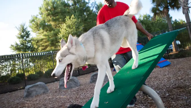 Benefits Of Dog Parks For Huskies
