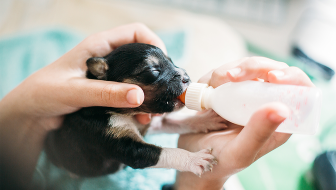 Benefits Of Drinking Cow Milk For Puppies