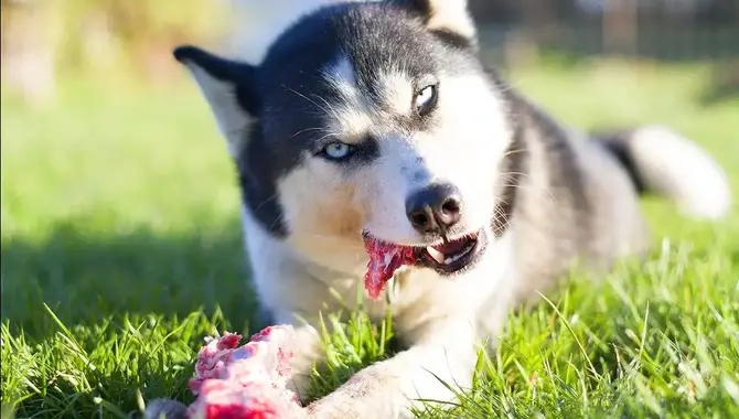 Benefits Of Feeding Vegetables To Your Husky