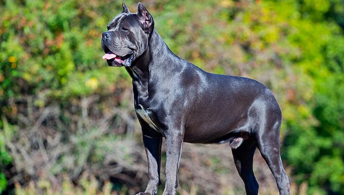 Benefits Of Having An Affectionate Cane Corso