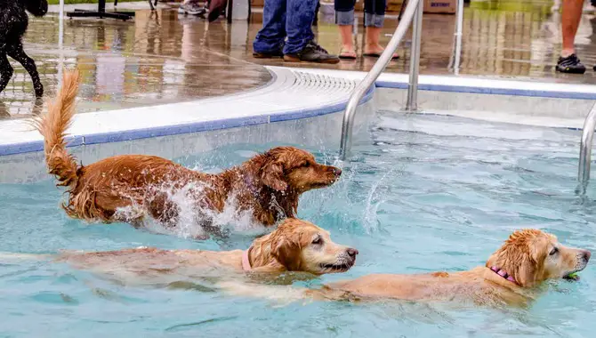 Benefits Of Swimming For A Golden Retriever Puppy