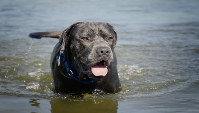 Benefits Of Swimming For Cane Corso