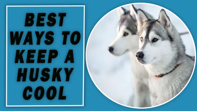 Best Ways To Keep A Husky Cool