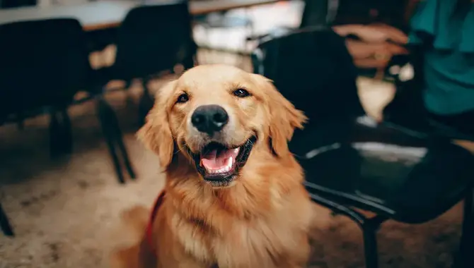Blue-Eyed Golden Retrievers Could Suffer From A Medical Problem
