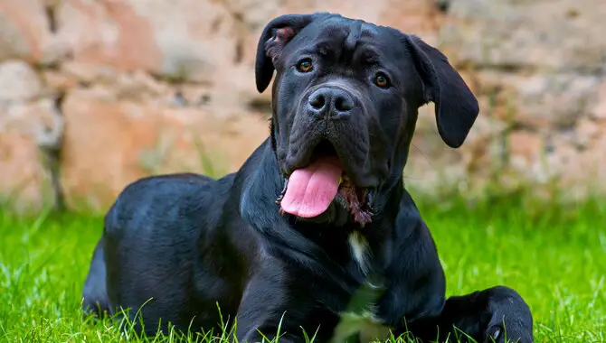 Breeds And Sizes Of Cane Corso