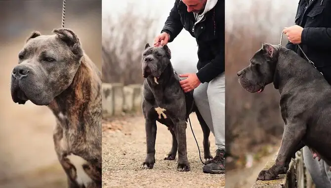 Breeds Of Dogs That Can Jump As High As A Cane Corso