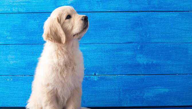 Bringing Home A New Companion Dog For Your Golden Retriever