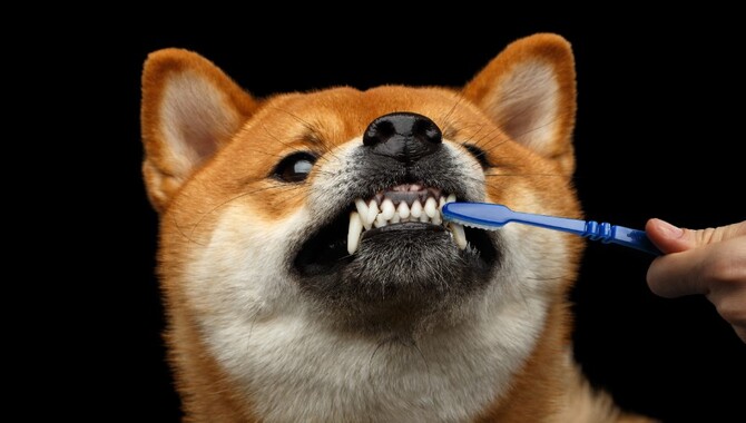 Brush Your Pet's Teeth (The Basics)