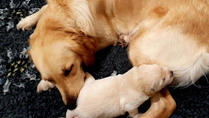 Can A Golden Retriever Only Have One Puppy