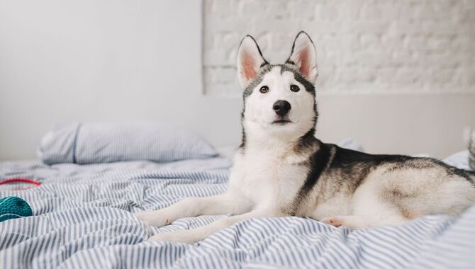 Can A Husky Live In An Apartment?