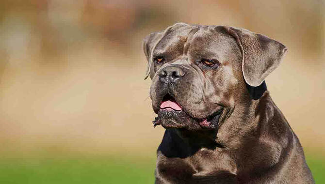 Can Cane Corso Handle Hot Weather?