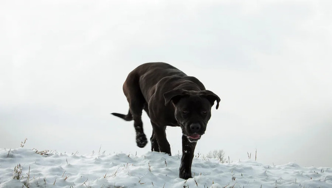 Can Cane Corso Live Outside In Winter?