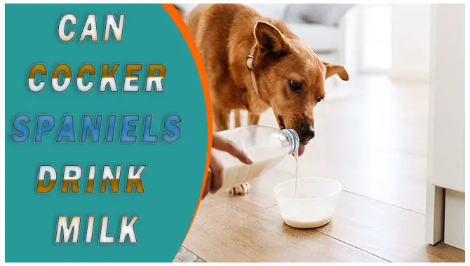 Can Cocker Spaniels Drink Milk